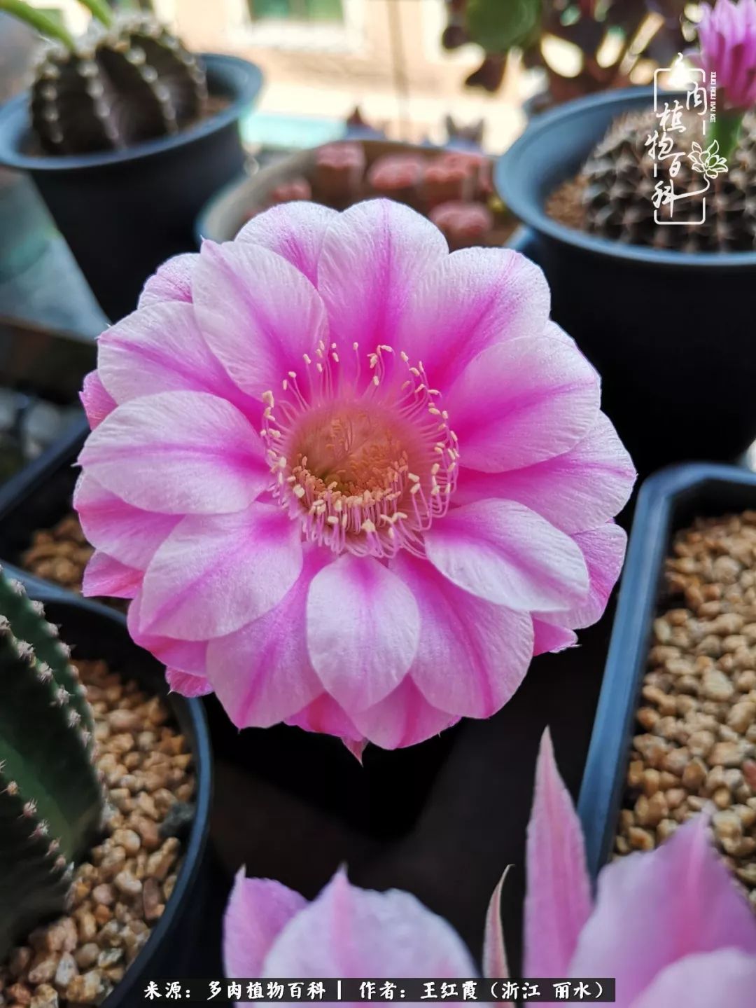 仙人球露养条件,仙人球的露养方法