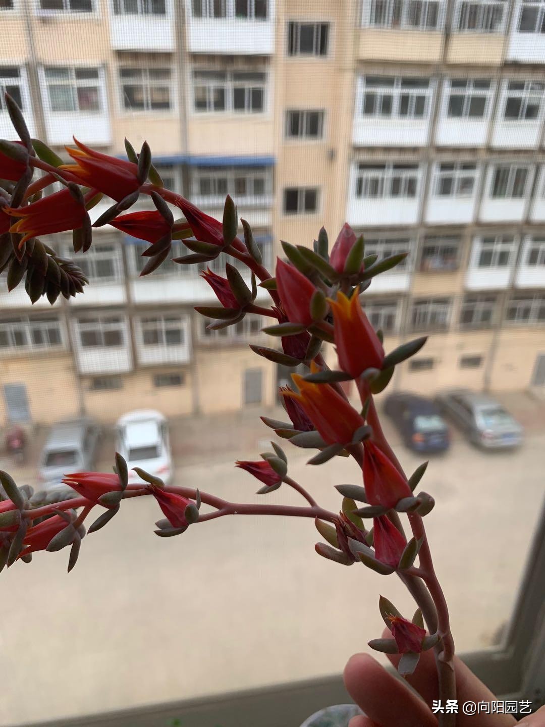 多肉花剑怎么处理,多肉长花箭几月份处理