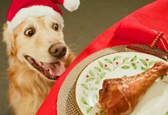 怎样才能解决金毛的体臭,金毛身上很臭怎么去除