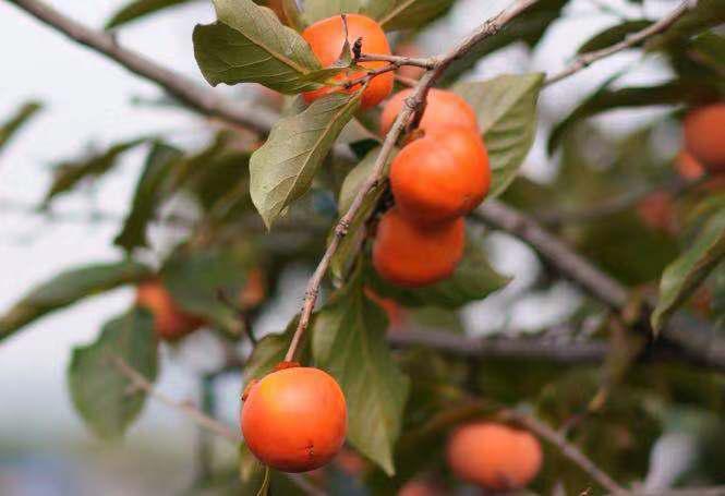 真的火晶柿子终于来了,张小敬同款盒马上市