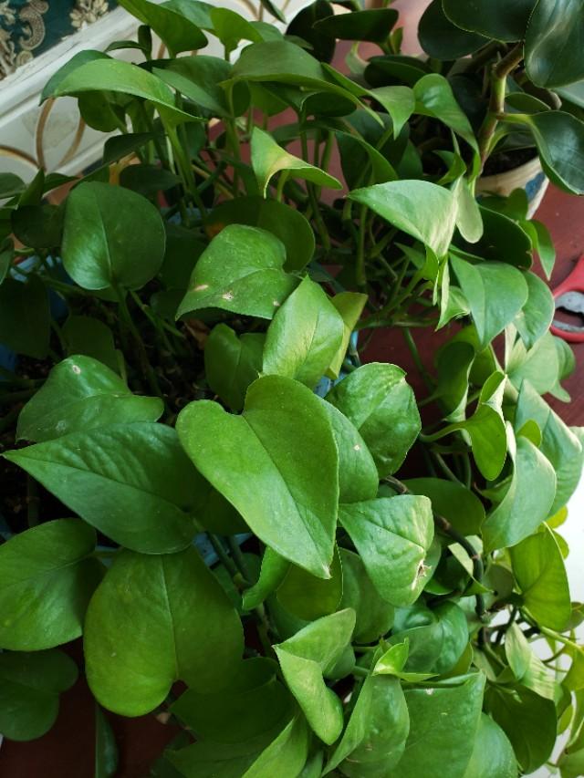 二手三星s9玩吃鸡,三星s9现在还值得买么