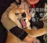 迈阿密猫条成分,迈阿密猫条营养怎么样