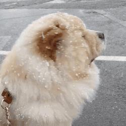 中国本土最古老的犬种之一,最古老的犬种是什么