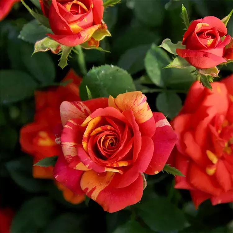 耐晒又香又好养的阳台月季,阳台月季好养吗