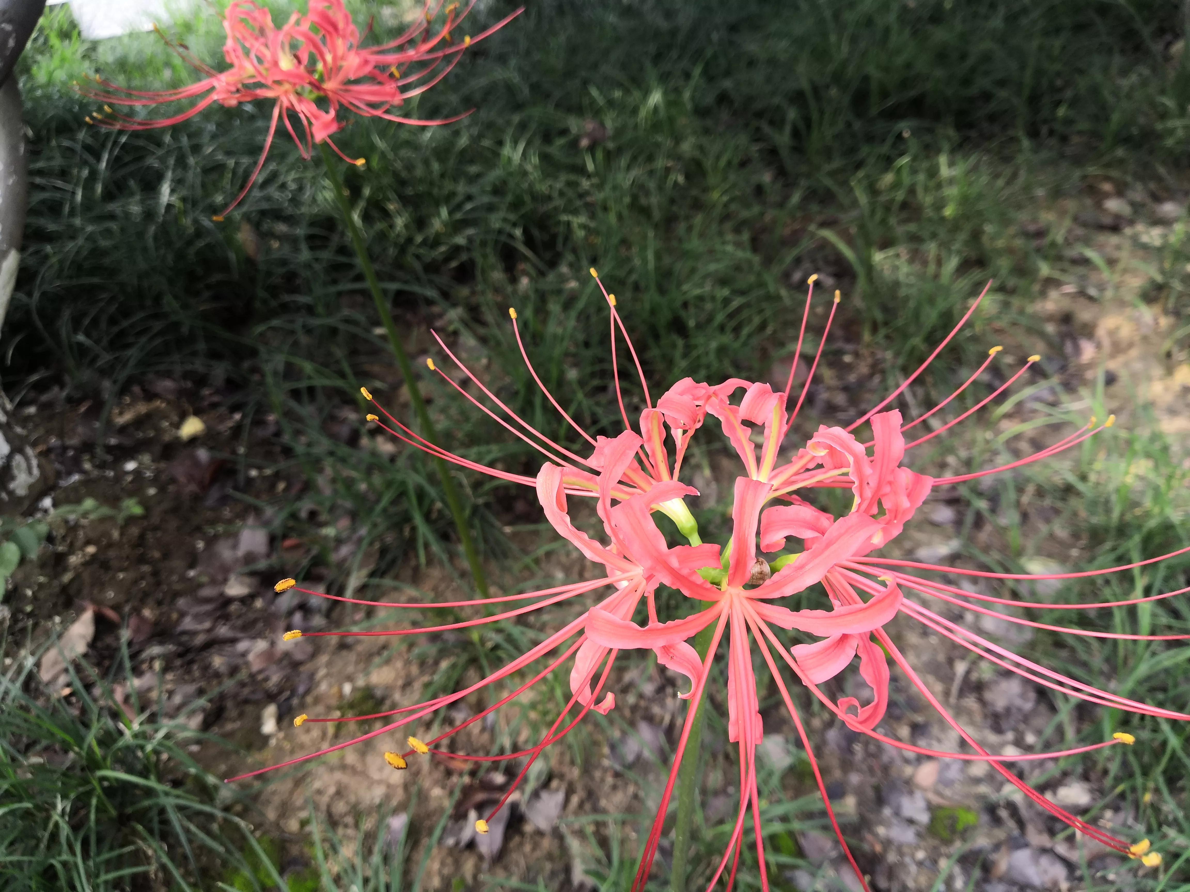 曼珠沙华有毒吗怎么养 (曼珠沙华有毒)