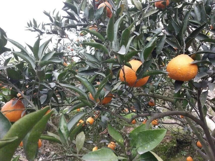 农家乐重庆附近推荐,重庆周末农家乐