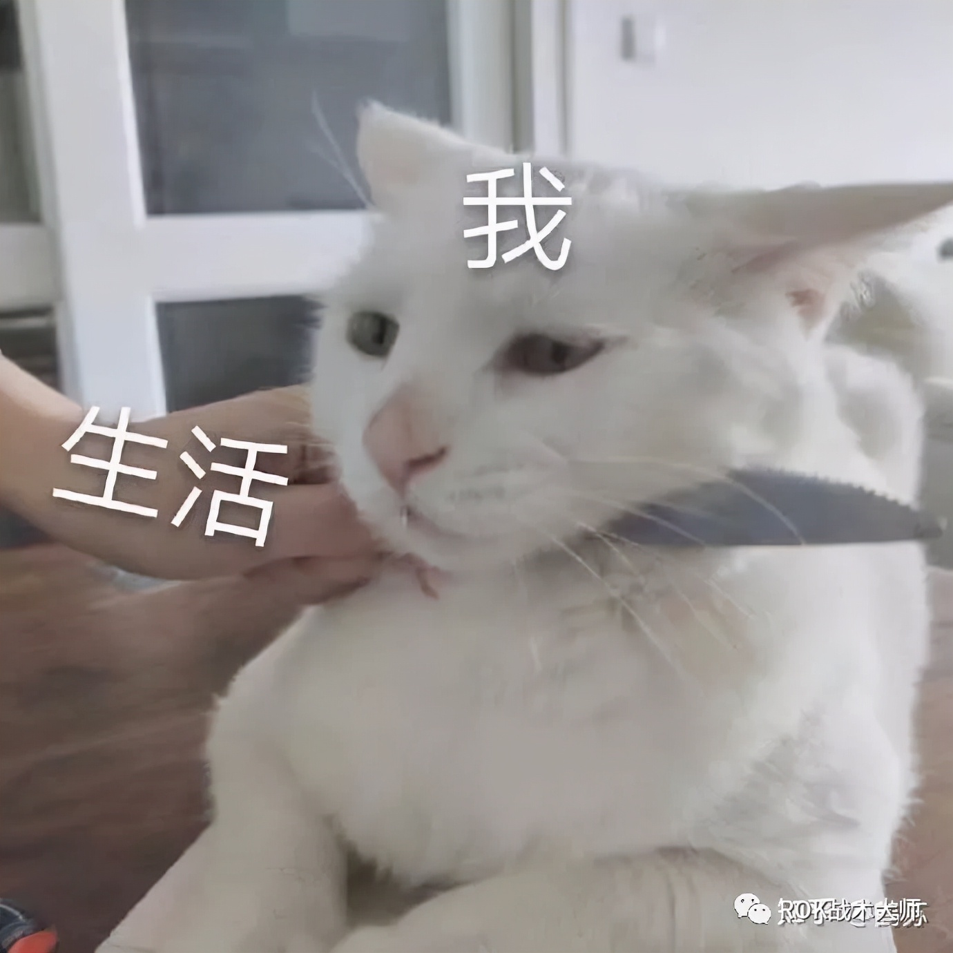 万国觉醒一条龙有多少宝石,万国觉醒宝石做什么最好