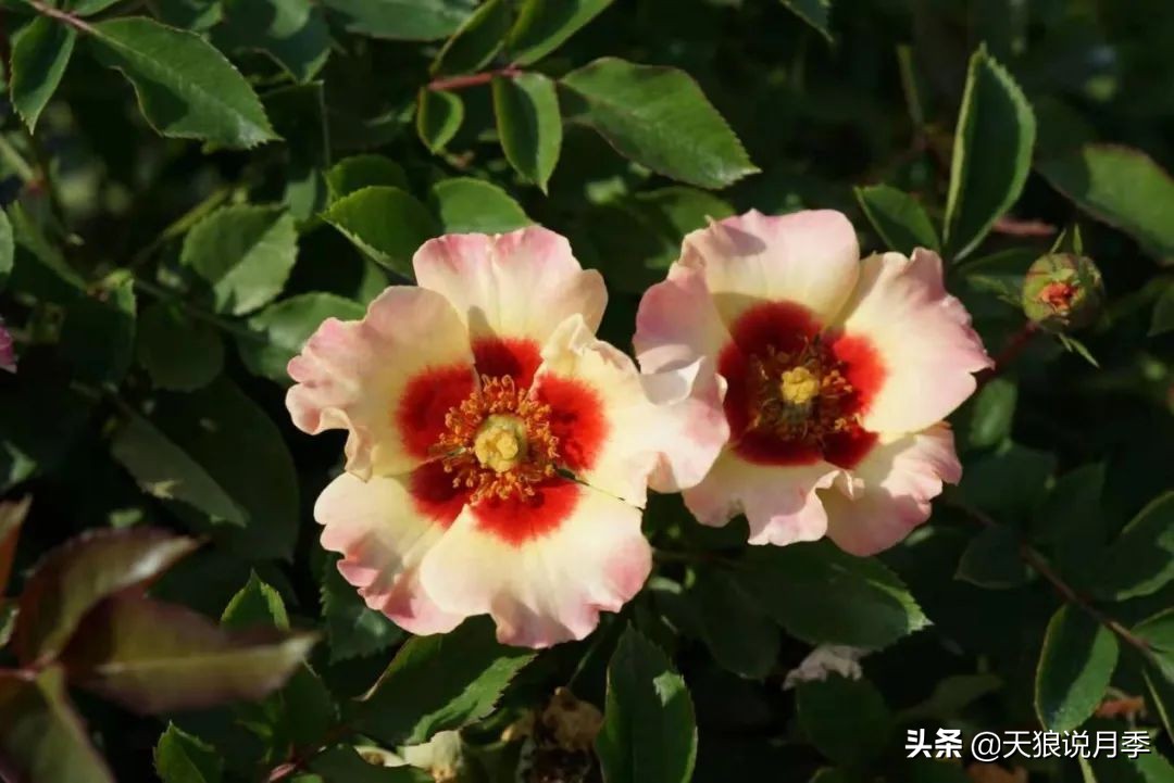 优雅女士月季花,奇葩月季品种图片