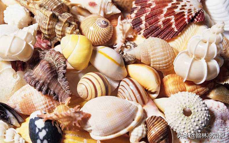 海边捡的贝壳能值多少钱,海边贝壳值钱吗