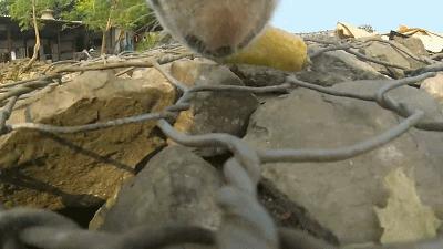 养一只流浪狗的感受,流浪狗的真实内心独白