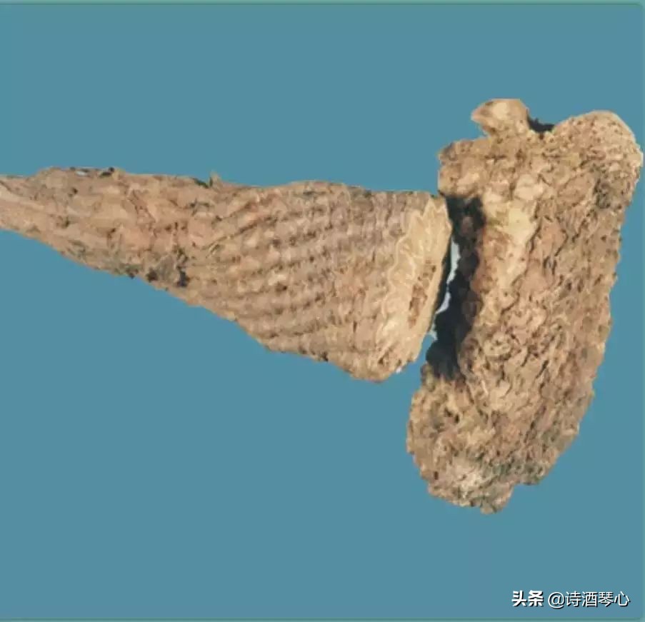 中医肉苁蓉的正确吃法大全,每天一味中药巴戟天