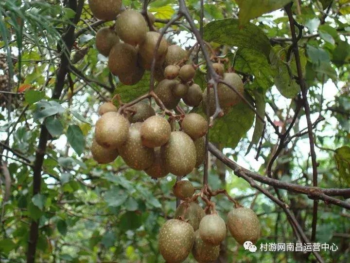 南昌现代庄园别墅,滨江庄园南昌