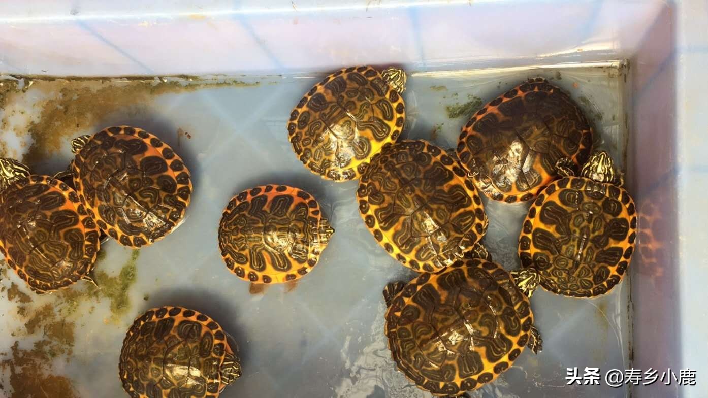乌龟长途运输到家怎么处理,乌龟收到货后怎么办