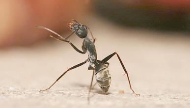 用尿浇蚂蚁窝,尿冲蚂蚁窝