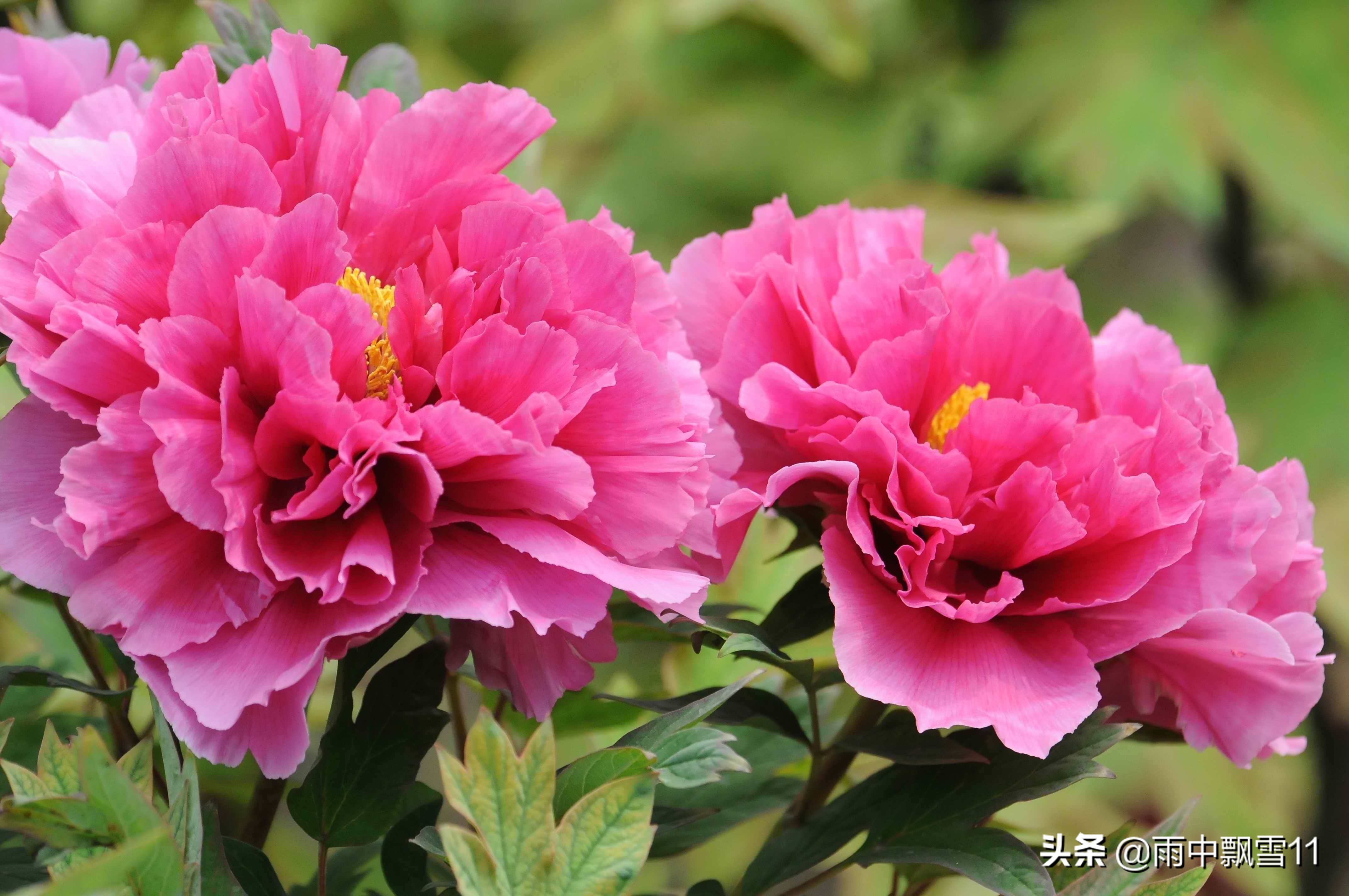 牡丹花怎么养才能旺盛,牡丹花怎么养开花大