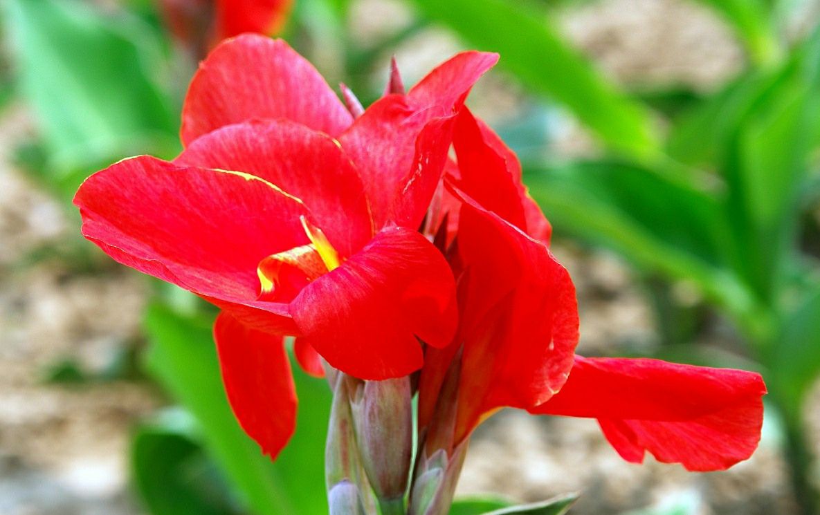 美人蕉在家养有风水讲究吗,美人蕉在家养有什么好处