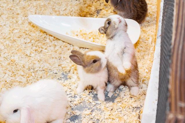 39.9元羊驼,羊驼门票抖音团购