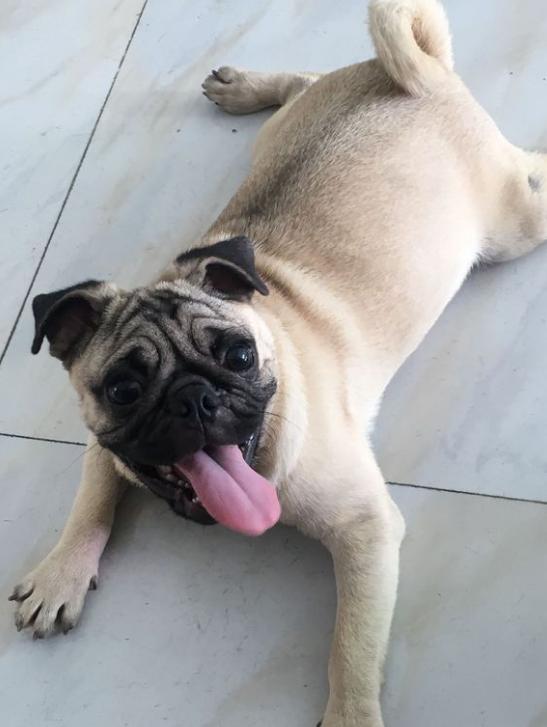 巴哥犬饲养注意事项和禁忌症,饲养巴哥犬的正确方式是什么