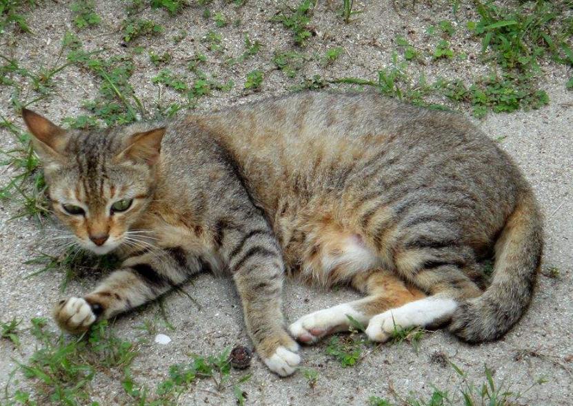 中华田园猫弃养率最高,田园猫被弃养以后会怎么样