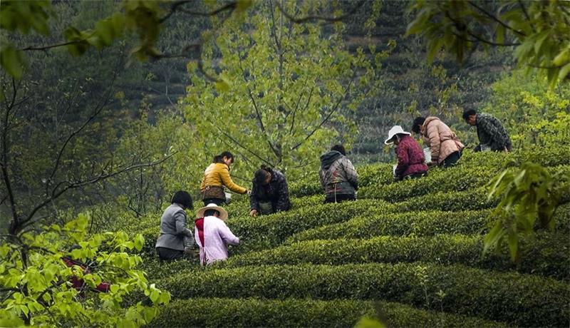 江淮宝地“小殷墟”、大别山下百强茶乡——河南信阳罗山县