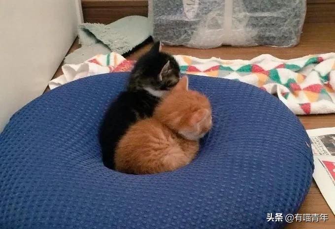 养猫应该如何起名,猫的名字越贱越好养活