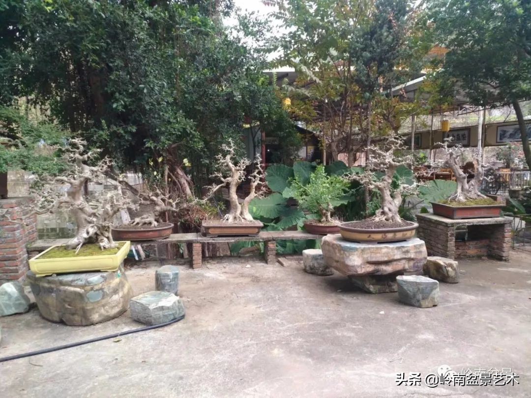 榆树盆景何时修剪最好,盆景怎样修剪最好看