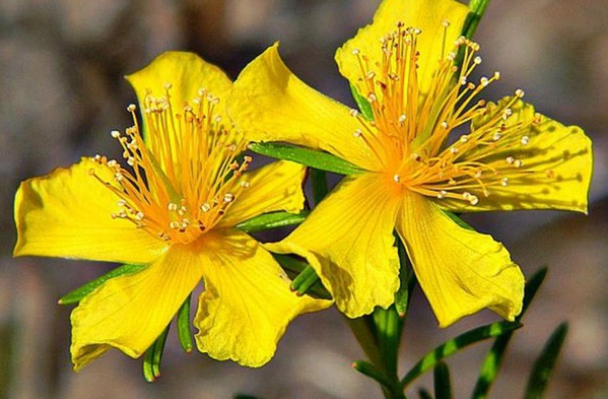 纯天然植物染发有什么危害,纯天然无添加对人体零伤害