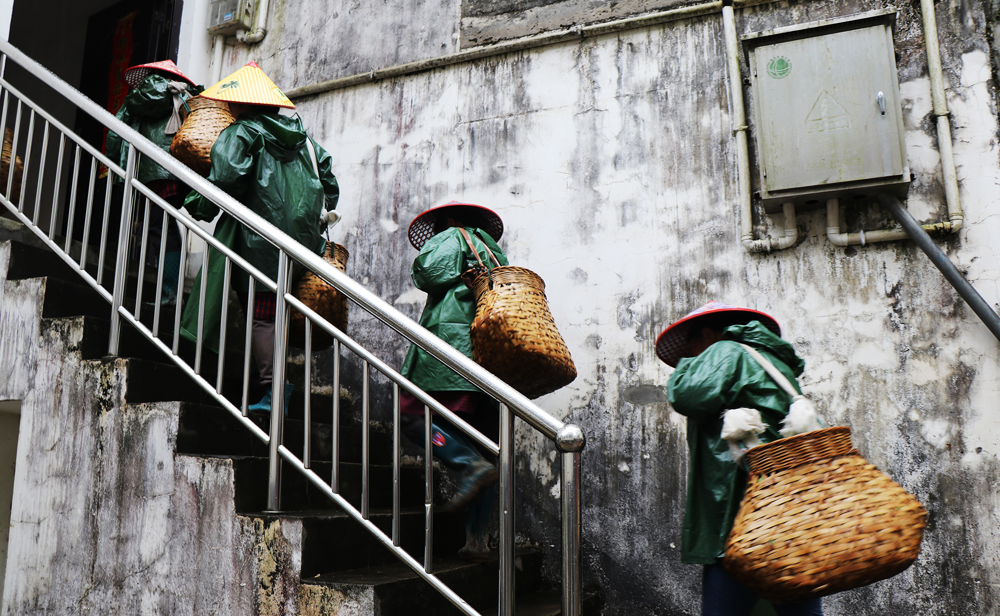 2019太平猴魁正式开园采摘！目前品牌价值已达26.44亿