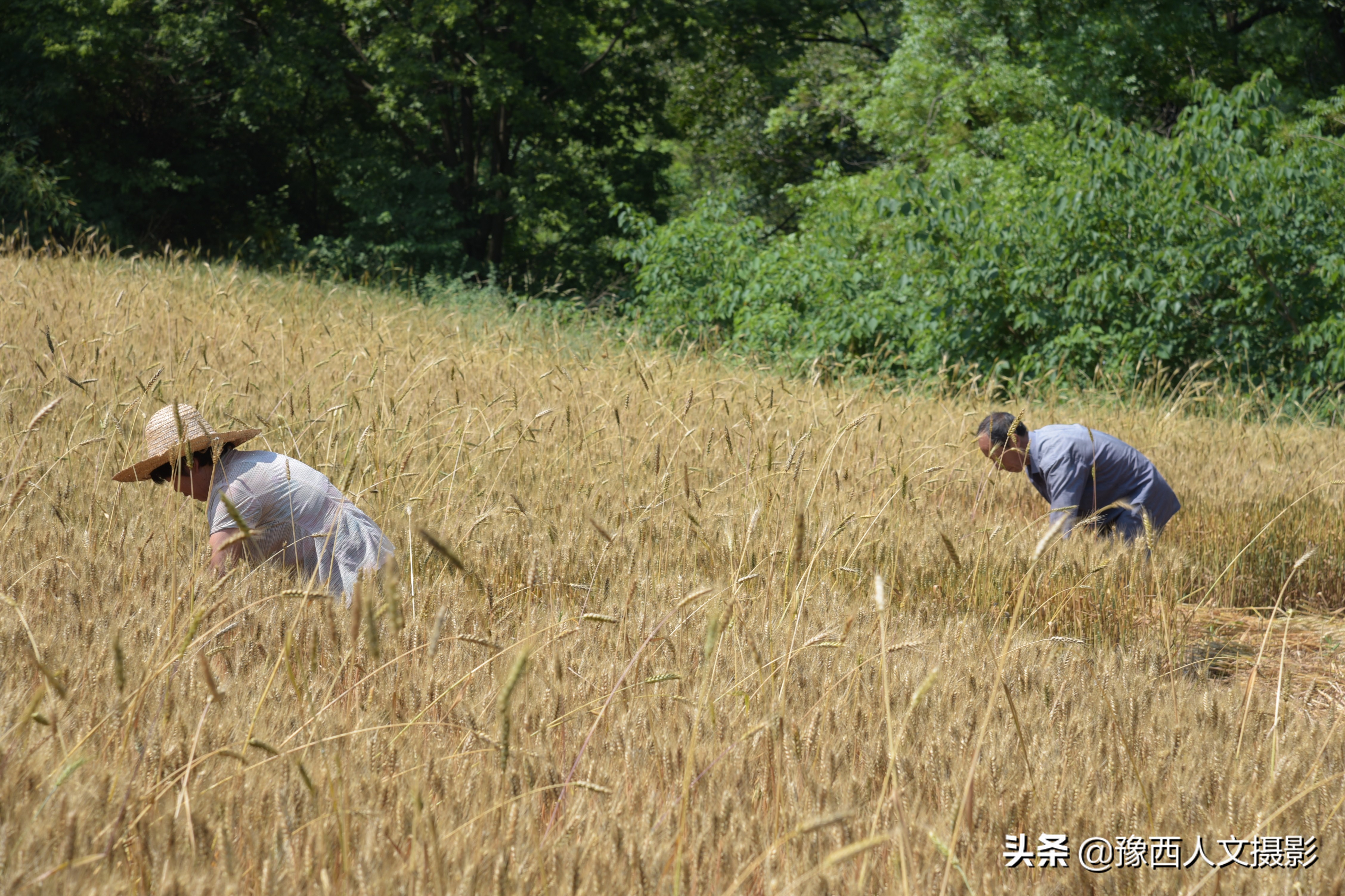 山里父亲10年前为儿子打算,藏一囤小麦两桶黄豆,娶媳妇却没用上