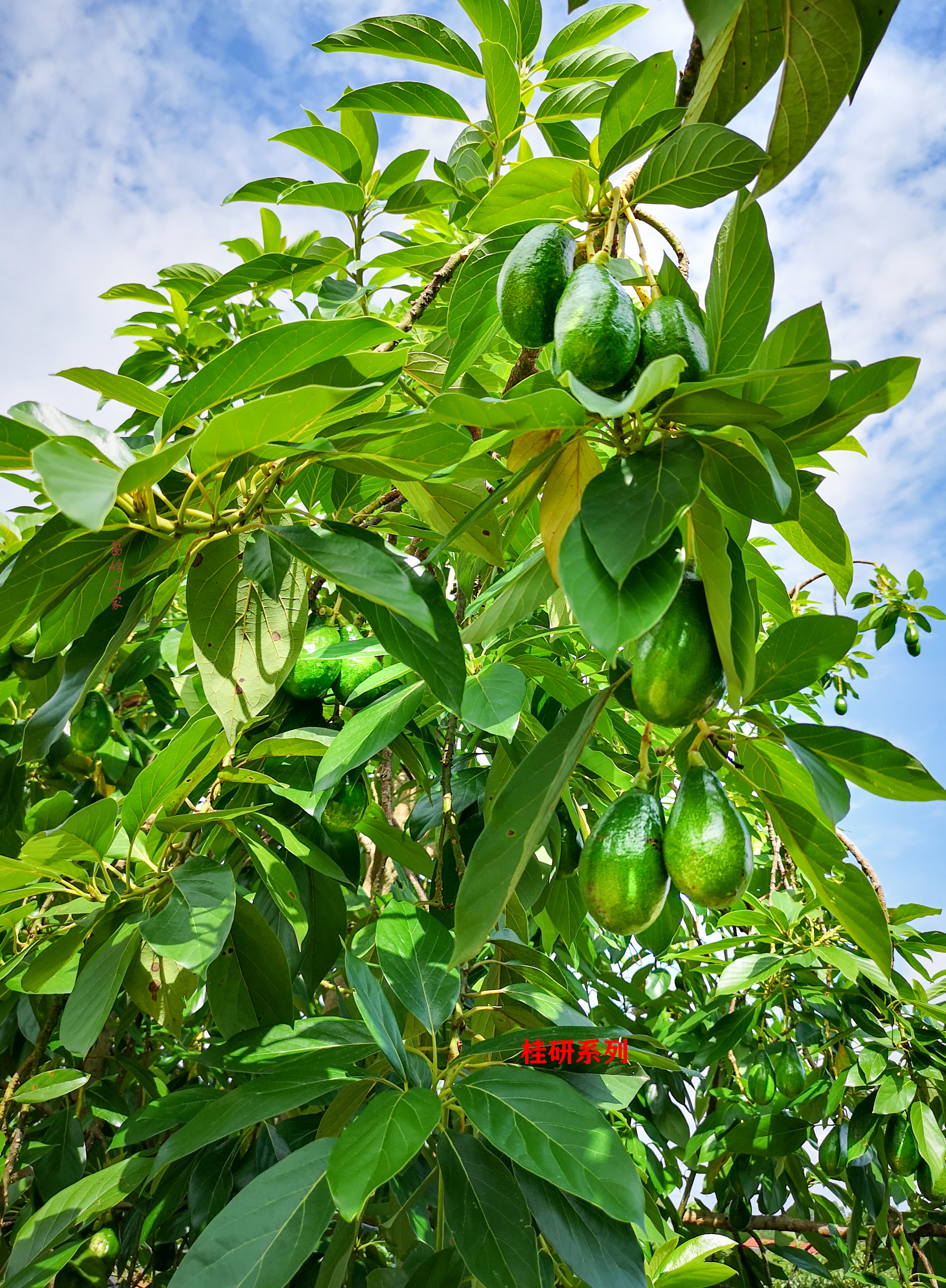 牛油果哈斯还有别的种类么,秘鲁进口哈斯巨无霸牛油果