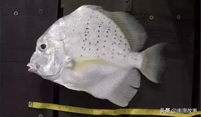 南澳渔民捕鱼视频,南澳渔民出海