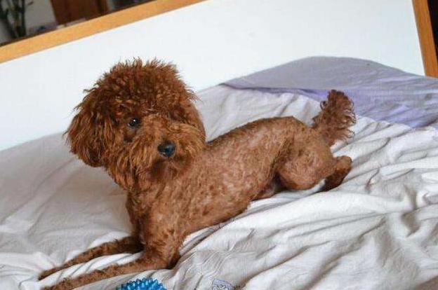 你对宠物做过的事情,你对狗狗做过的事情