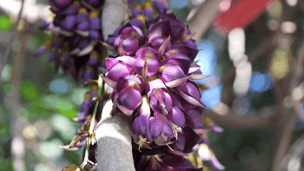 春天的花真的很美丽让人向往,春天的花也太美了