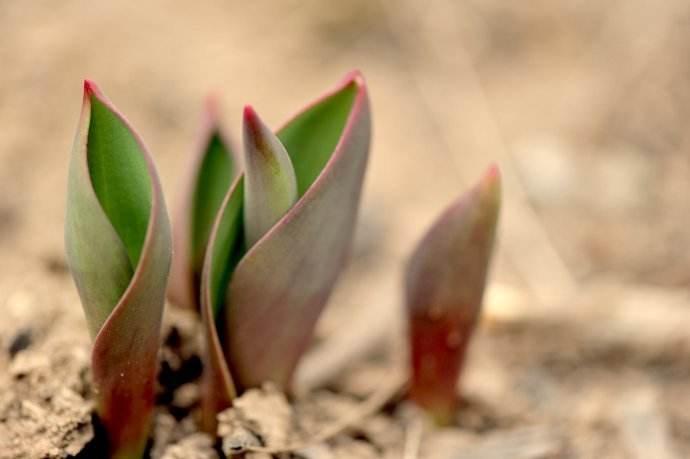种植郁金香花苞倒伏下来怎么办,想要郁金香长得高怎么办