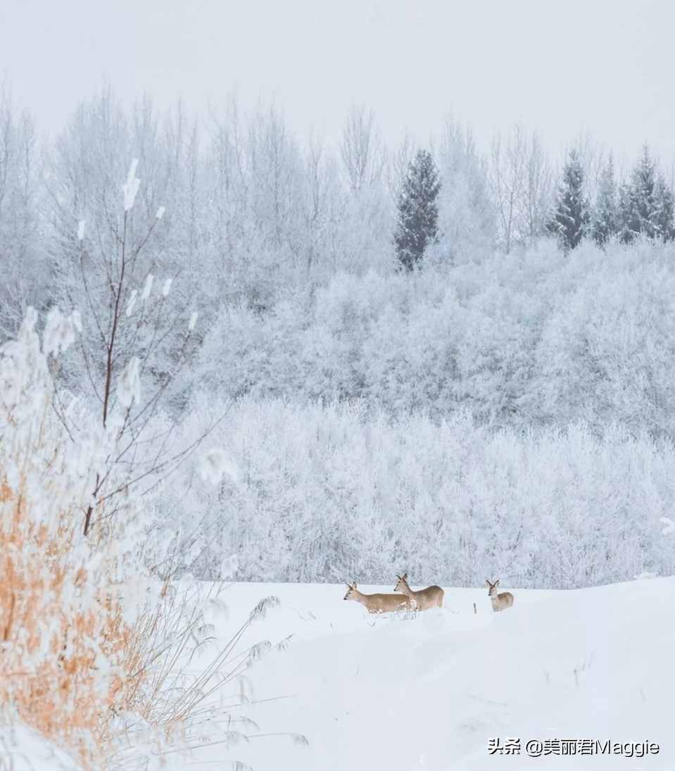 maggie美丽物语,maggie的美丽物语