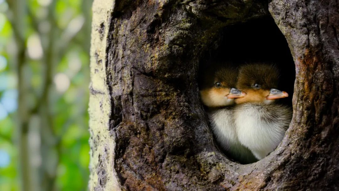 豆瓣9.6！娃刷到停不下来，还能看出人生大道理