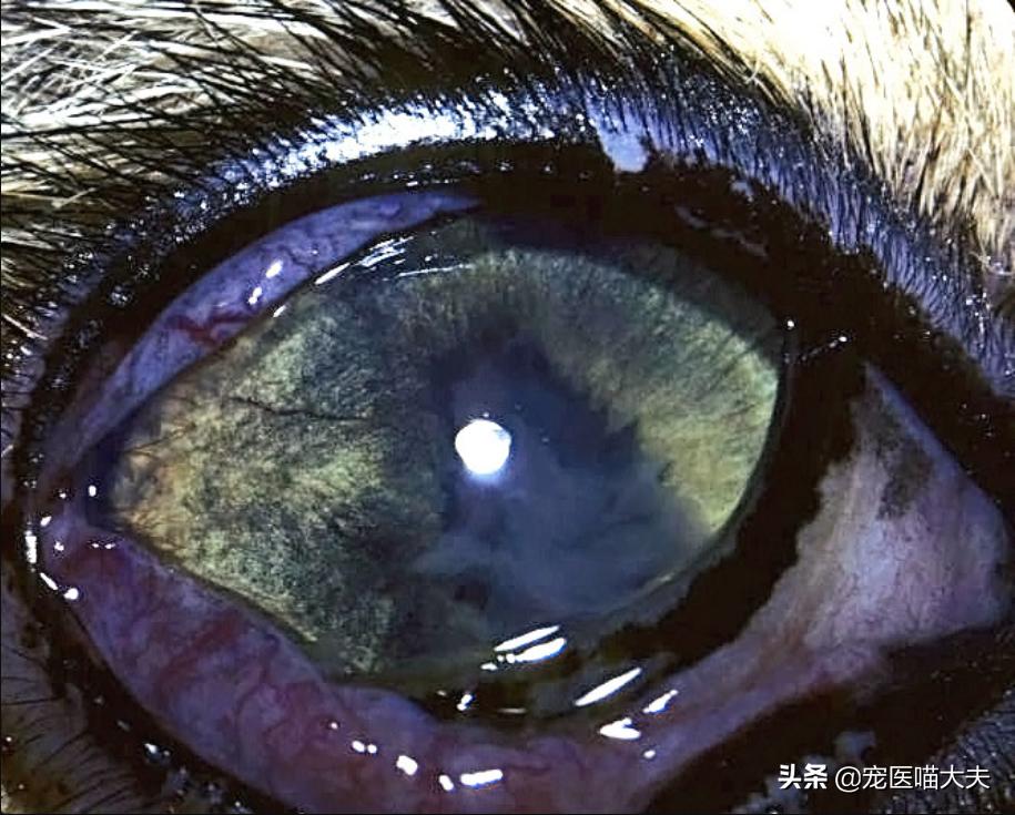 宠物医院怎么检查猫得了弓形虫,宠物弓形虫检测方法