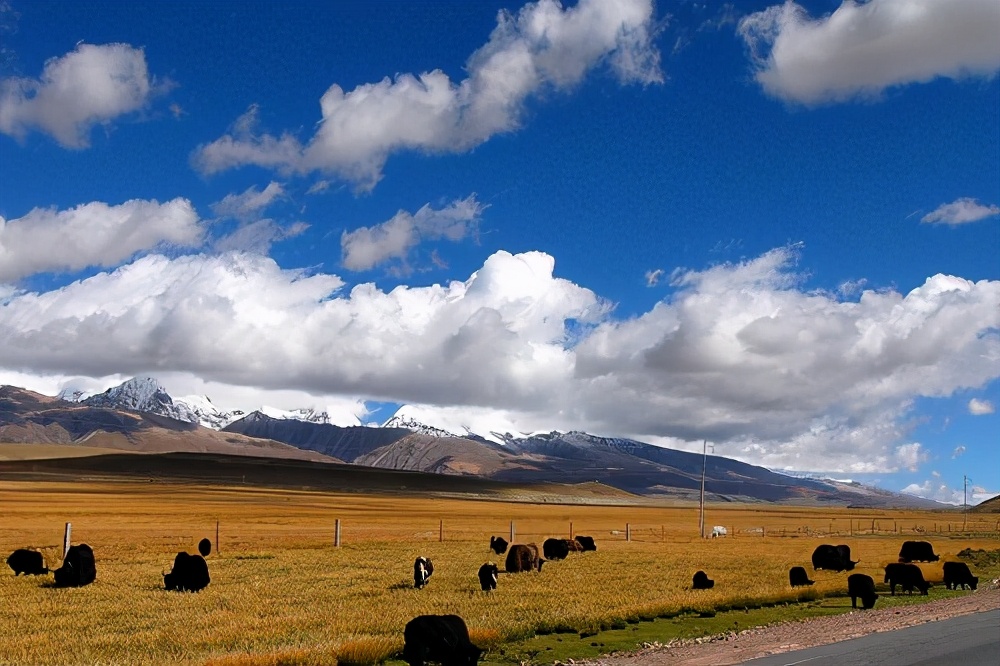 茶马古道是晋商的成果吗,茶马古道历史文化意义