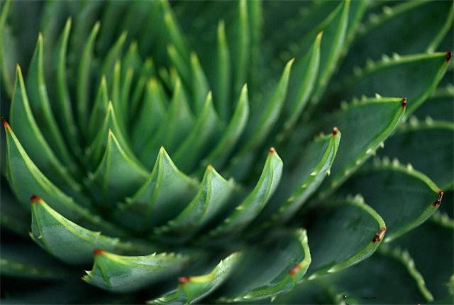 芦荟的种植方法和作用,种植的芦荟有哪些作用