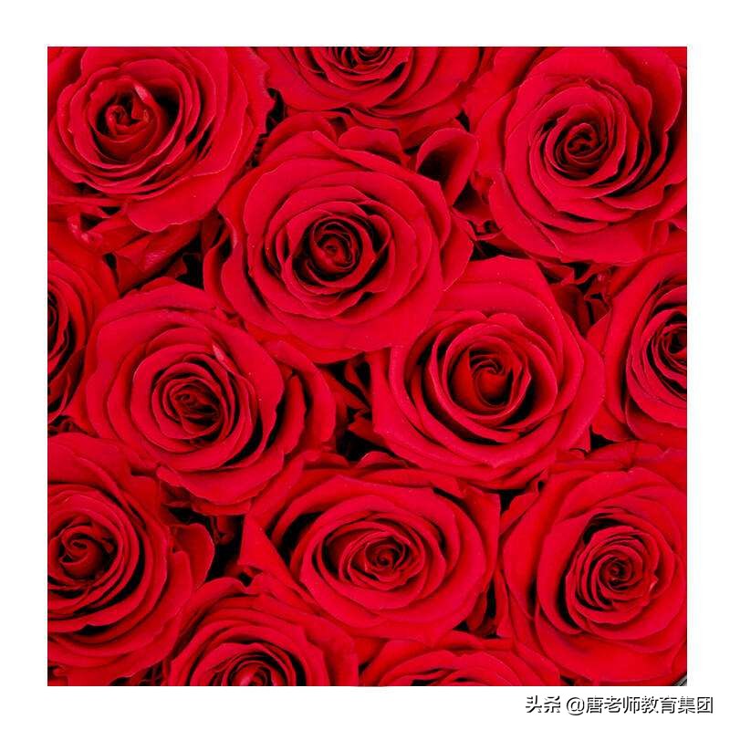 全世爱苏小懒结局,全世界苏小懒在线阅读