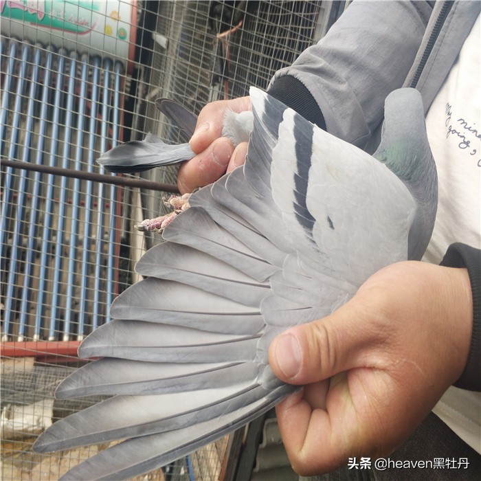 种鸽喂幼鸽时能打毛滴虫吗,种鸽有毛滴虫能用吗