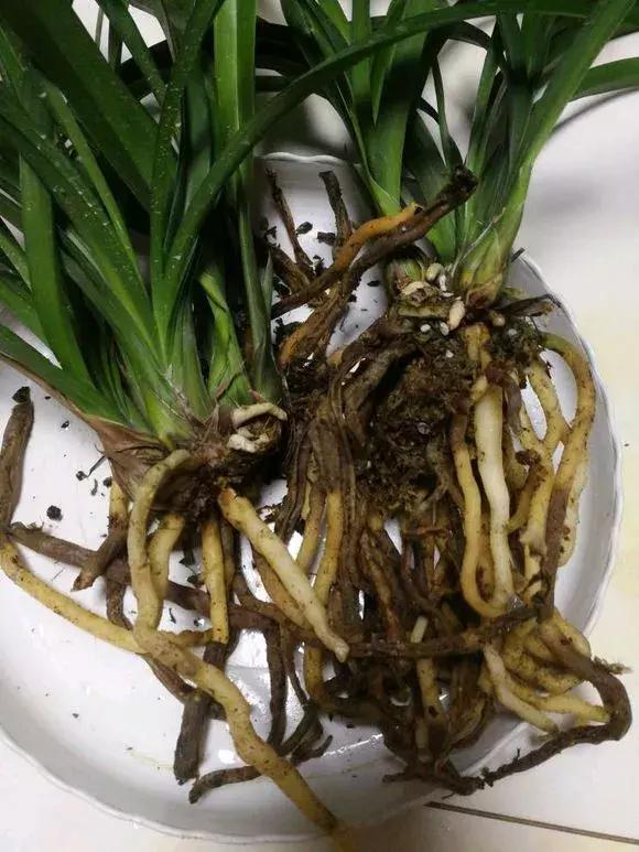 花儿蔫得快怎么回事,花儿都蔫儿了怎么办