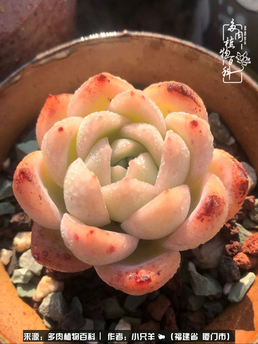 多肉像葡萄一样,多肉像铃兰一样