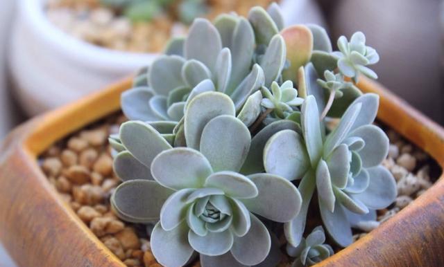 多肉徒长的最佳方式,多肉徒长了怎么整理