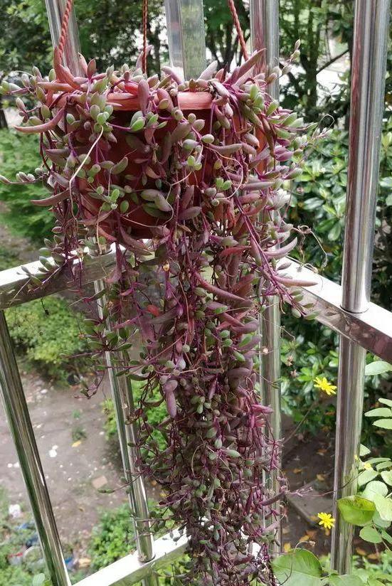 阳台窗台盆栽,阳台矮窗台处理最佳方法