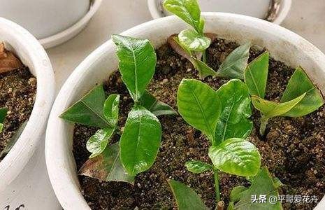 虎皮兰扦插生根最快方法图片,虎皮兰叶子扦插方法和注意事项