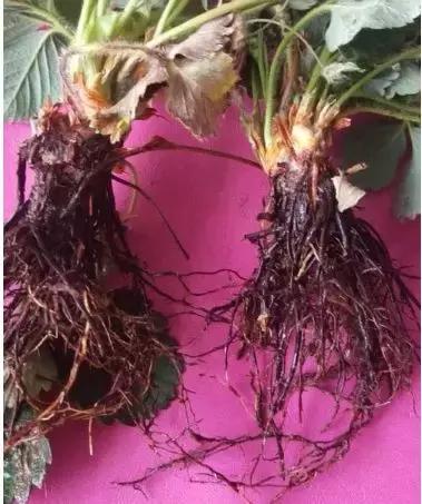 草莓开花没有新叶是什么原因,草莓新叶发黄边缘发红是什么原因