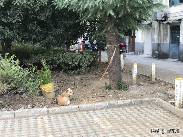 小区邻居养了三条狗违法吗,小区业主养了多条狗