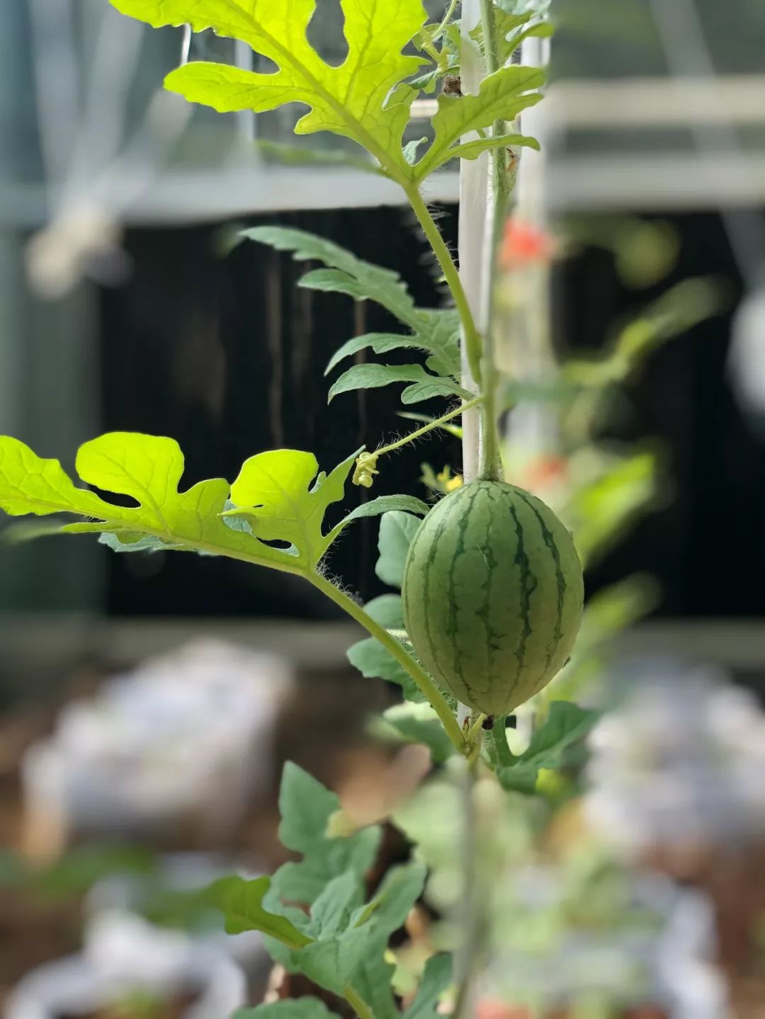 三亚这家口碑爆棚的酒店,三亚酒店最好看的一家