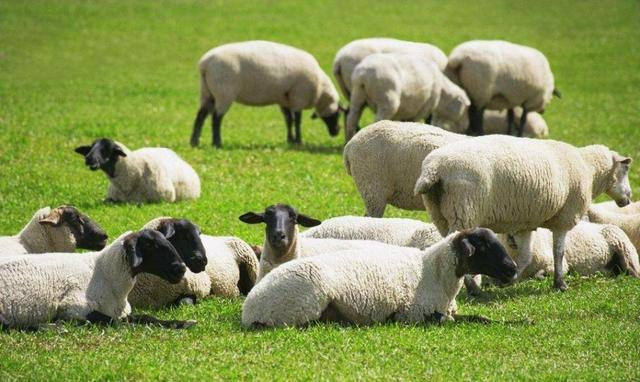 养羊养1000只多少草,养羊放牧100只羊需要多少亩地